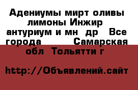 Адениумы,мирт,оливы,лимоны,Инжир, антуриум и мн .др - Все города  »    . Самарская обл.,Тольятти г.